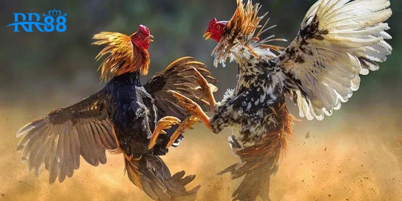 Đừng bỏ lỡ sàn đấu đá gà đầy căng thẳng này